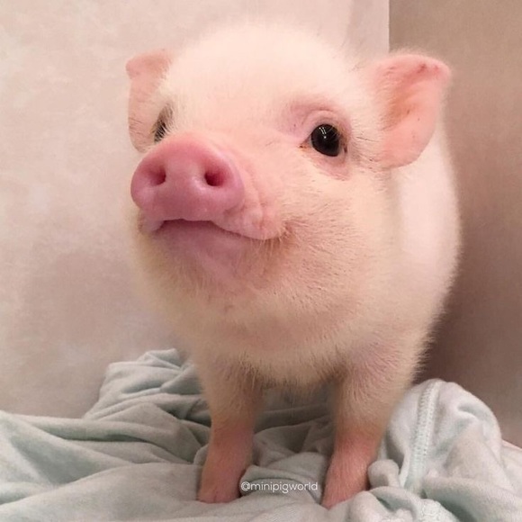 Meet your Posher, Jolie - Picture 1 of 1